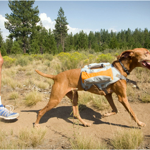 Empresa americana desenvolve linha de mochilas para cachorros
