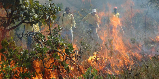 Incêndio na Serra do Cipó deixa parque em situação crítica – Voluntários pedem ajuda