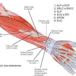 Saiba o que é a Epicondilite Lateral – A dor no pulso por esforço repetitivo