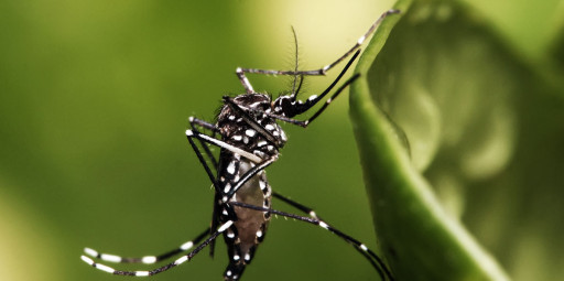 Conheça 4 opções de repelentes de insetos caseiros para atividades outdoor