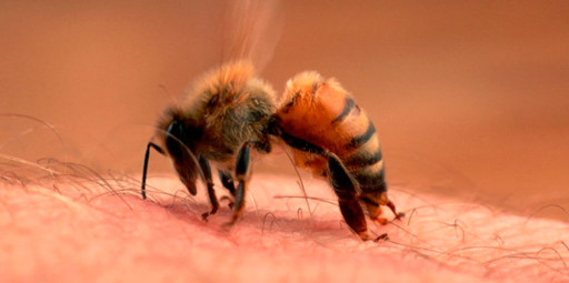 O que fazer em um ataque de abelhas