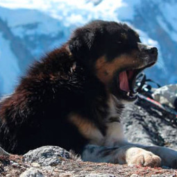 Cachorro torna-se o primeiro canino da história acima de 7.000 no Himalaia
