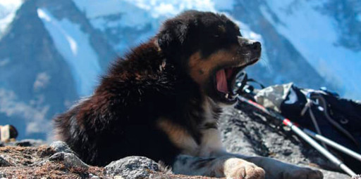 Cachorro torna-se o primeiro canino da história acima de 7.000 no Himalaia
