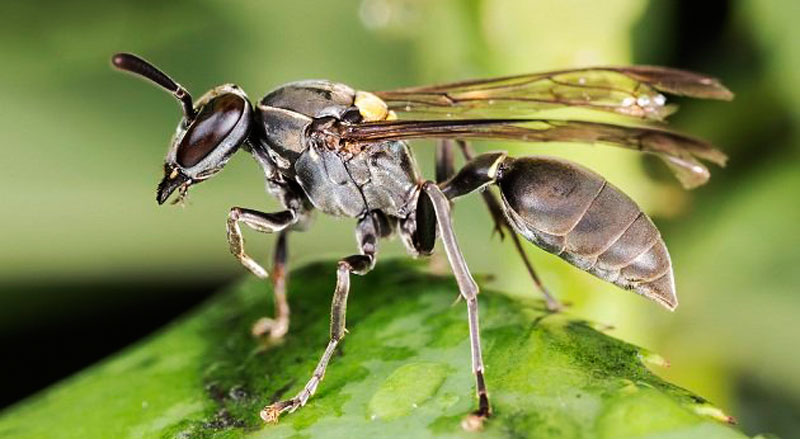Tipos de marimbondo e como se proteger - Insect Bye