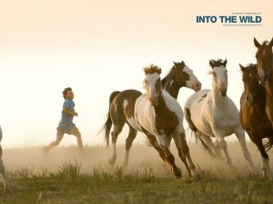 Into-the-Wild-Horses-731087[1]