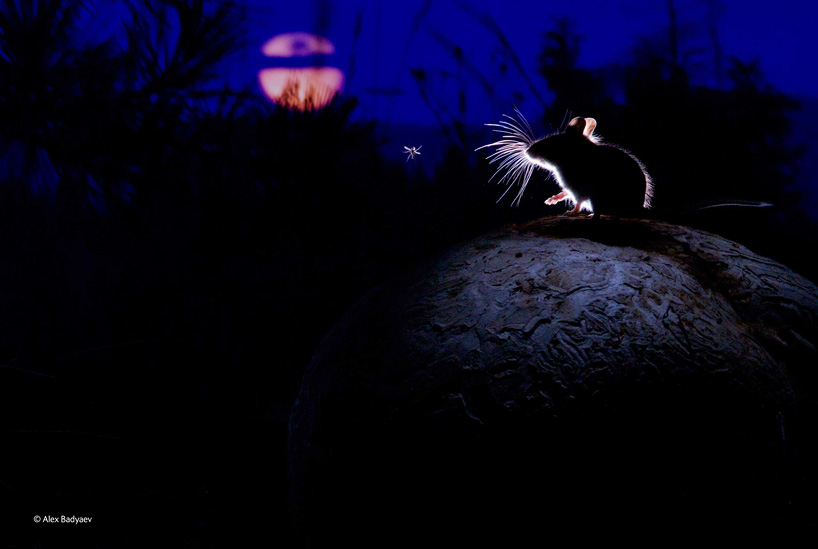 "The mouse, The moon and The mosquito" | Alexander Badyaev (Russia / EUA)