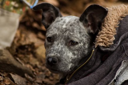 Site americano realiza projeto fotográfico com cães que frequentam locais de escalada