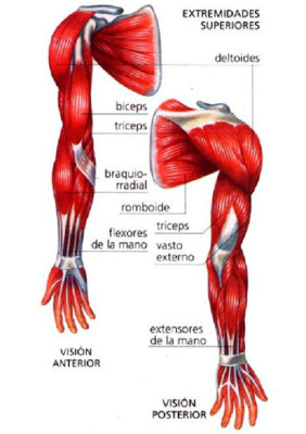 musculos-membros-superiores
