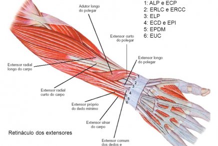 Saiba o que é a Epicondilite Lateral – A dor no pulso por esforço repetitivo