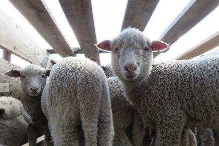 PETA acusa Patagonia de não cumprir produção ética de lã de seus equipamentos