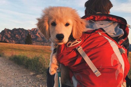 Trekkeiro cria perfil do instagram para incentivar camping com cães