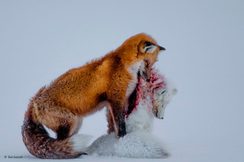 A tale of two foxes | Foto: Don Gutoski