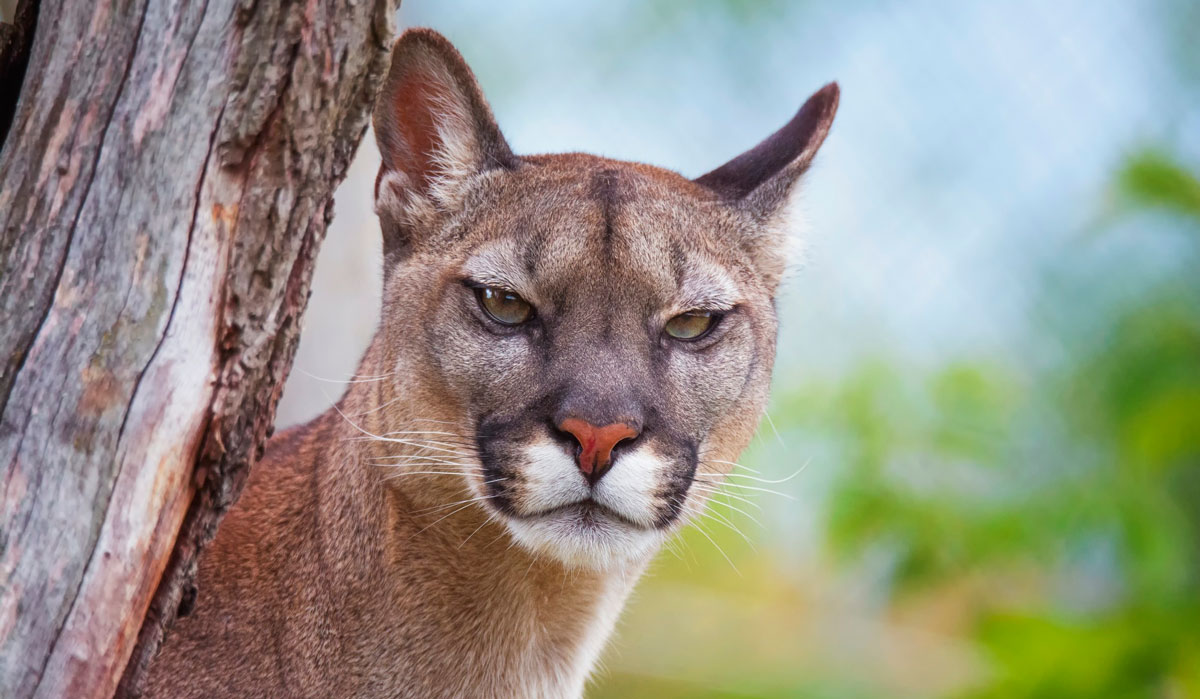 Imagens da vida animal: Puma (Puma concolor)