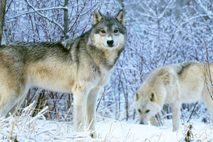 Lobo ataca a família em Parque nacional no Canadá