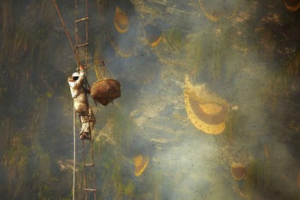 Filme “The Last Honey Hunter” é liberado gratuitamente para visualização na íntegra