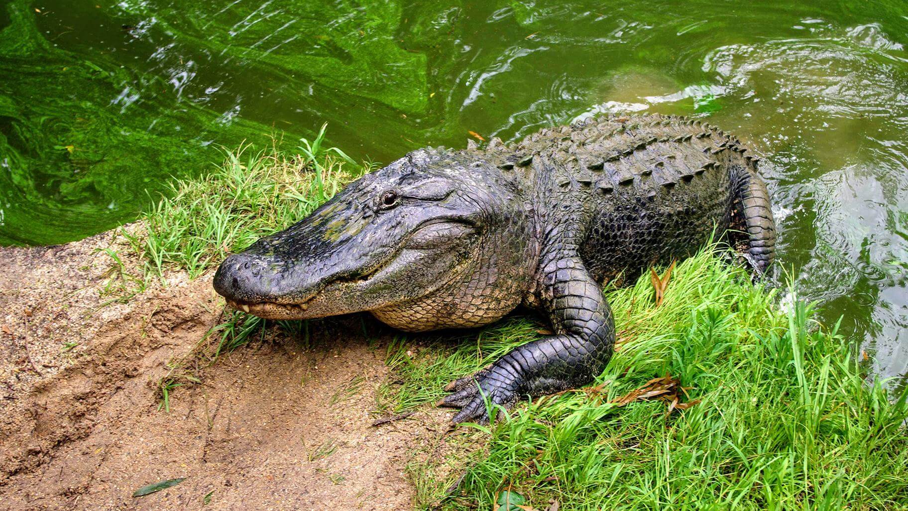 Milico Ponderão: SIGNIFICADO DE JACARÉ NA ARTILHARIA