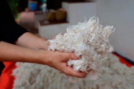 Empresa indiana desenvolve lã vegetal a partir de erva daninha