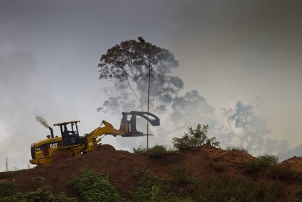 WWF alerta: A destruição da natureza aumenta o risco de pandemias