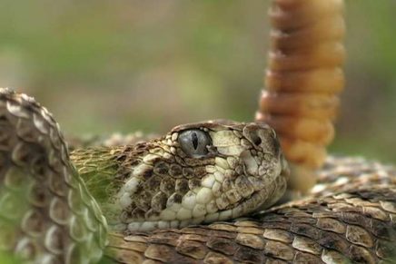 Picada de cobra: O que é mito ou verdade com animais peçonhentos?