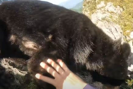 Ataque de urso a escalador durante escalada é capturado em vídeo e viraliza