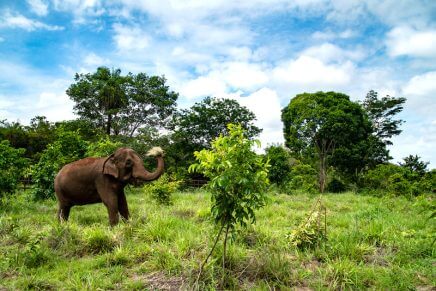 Galapagos Outdoor anuncia parceria com o Santuário de Elefantes Brasil